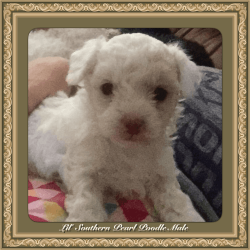 CKC Lil' Southern Pearl Poodle Male