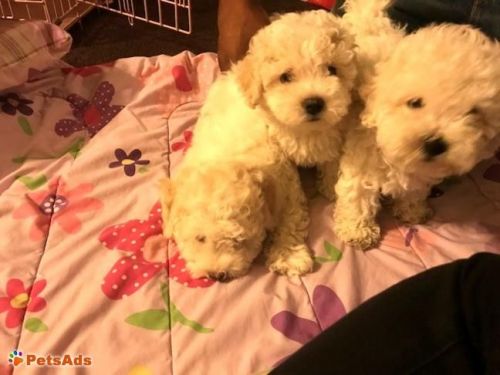Poodle Puppies for sale in Chicago, IL, USA. price: $500