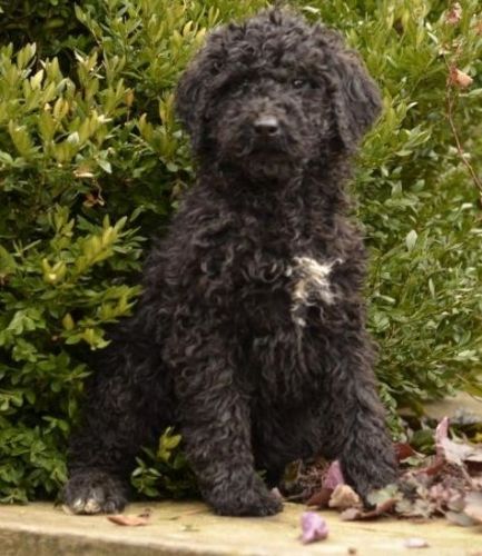 Poodle Puppies for sale in New York, NY 10013, USA. price: $400