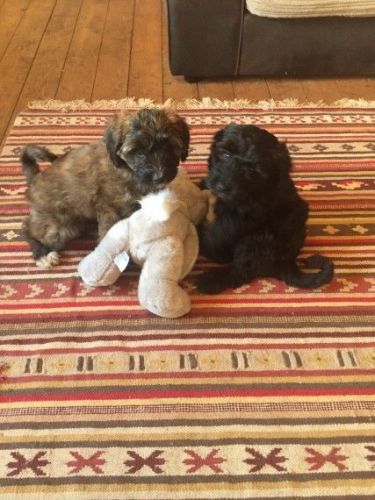 Poodle Puppies for sale in Los Andes St, Lake Forest, CA 92630, USA. price: $320
