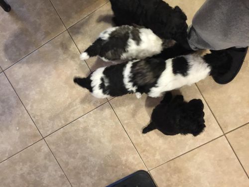 Poodle Puppies for sale in San Francisco, CA, USA. price: NA