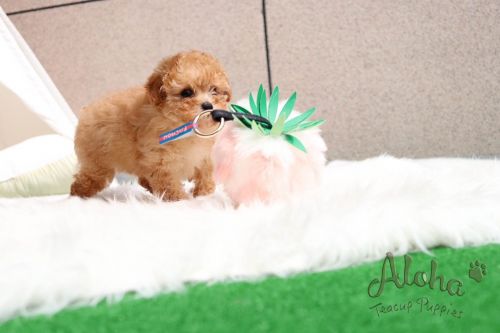 Poodle Puppies for sale in New York, NY, USA. price: $2,125