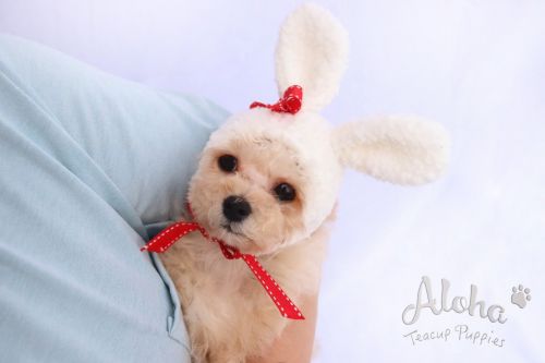 Poodle Puppies for sale in New York, NY, USA. price: $2,000