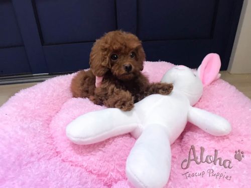 Poodle Puppies for sale in New York, NY, USA. price: $2,400