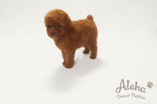 Poodle Puppies for sale in New York, NY, USA. price: $2,800