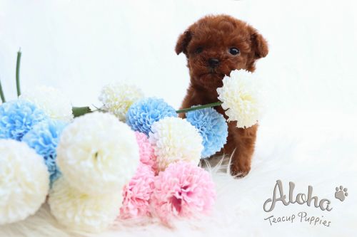 Poodle Puppies for sale in New York, NY, USA. price: $2,600