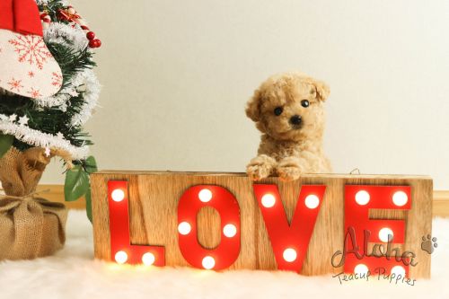 Poodle Puppies for sale in New York, NY, USA. price: $2,800