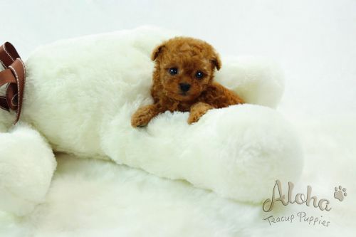 Poodle Puppies for sale in New York, NY, USA. price: $3,000