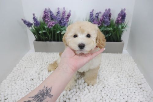 Toy Poodle - Pretzel - Male