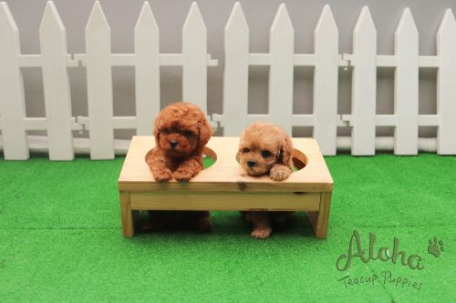 Poodle Puppies for sale in New York, NY, USA. price: $2,800