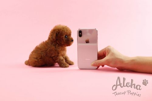 Poodle Puppies for sale in New York, NY, USA. price: NA