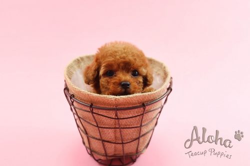 Poodle Puppies for sale in New York, NY, USA. price: NA