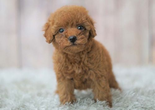 Poodle Puppies for sale in Orange County, CA, USA. price: $2,800
