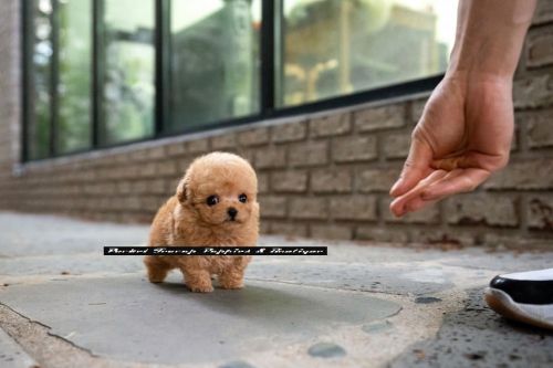 Teacup Poodle Puppies