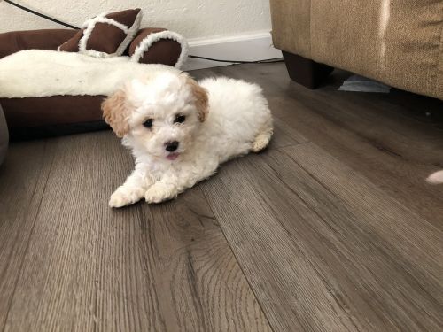 Poodle Puppies for sale in Stockton, CA, USA. price: $2,000