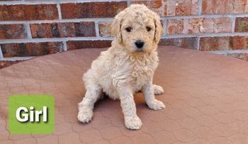 Standard Poodle Puppies