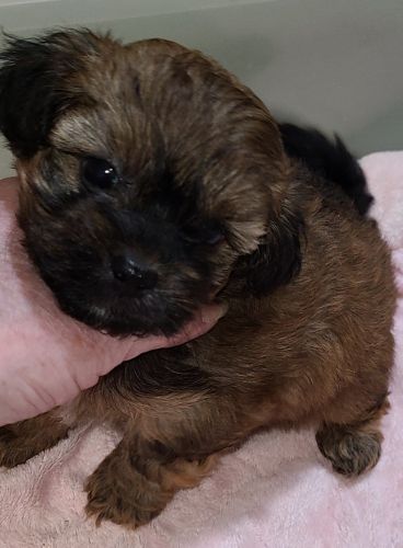 DARLING FEMALE SHIHPOO