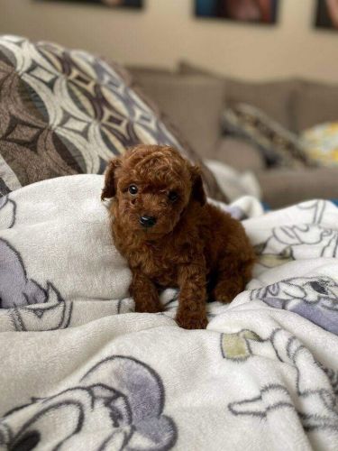 Poodle Puppies for sale in Los Angeles, CA, USA. price: $1,000