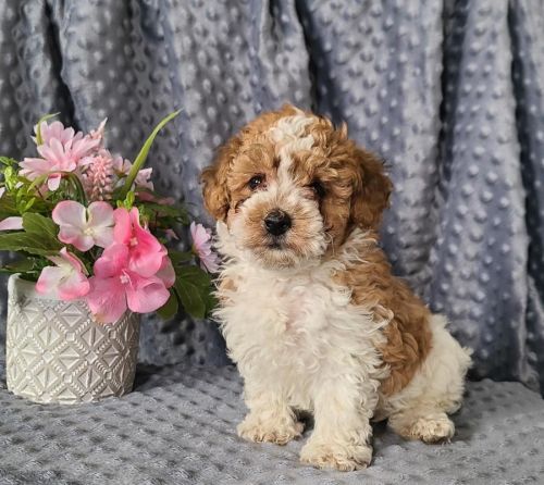 Vibrant toy Poodle puppies for sale