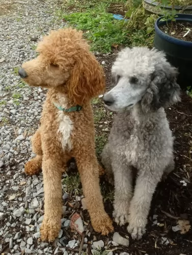 poodle dogs - caring