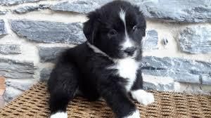 porcelaine puppies for sale