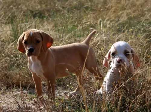 portuguese pointer puppies - health problems