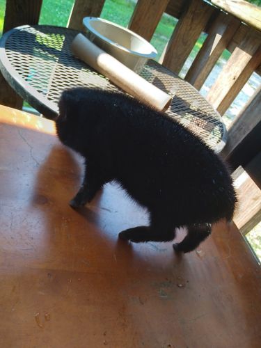 Baby pot belly pig gor sale