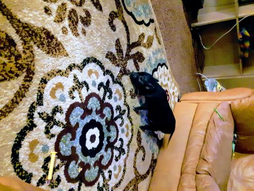 Black mini pot belly pig