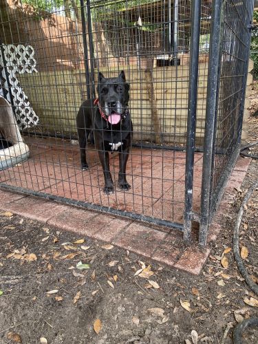 PRESA CANARIO ADULT FEMALE