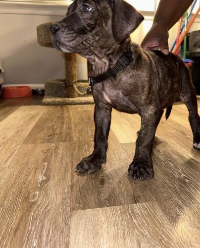 Perro de Presa Canario PUP for sale