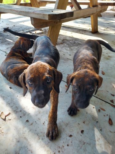 female presa canario puppies