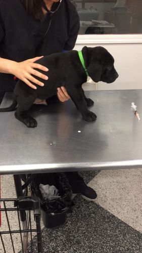 Ukc presa pups for sale