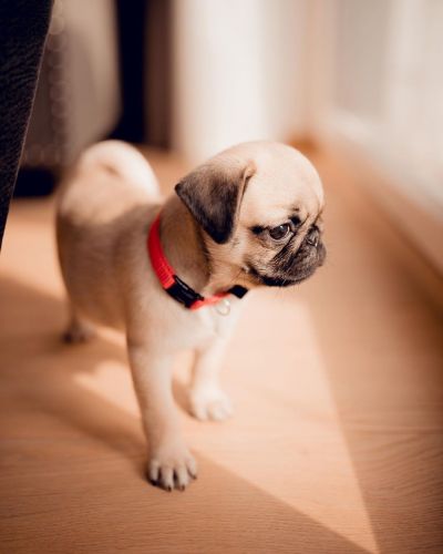 Propitious Pug Puppies