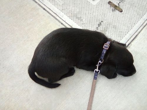 Pug Puppies for sale in Santa Monica, CA 90404, USA. price: $300