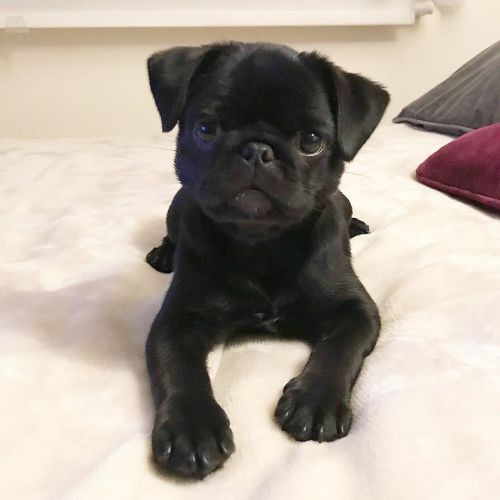 Pug Puppies for sale in Atlanta, GA 30303, USA. price: $500