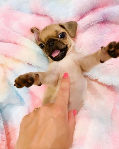 Pug Puppies for sale in Florida A1A, Miami, FL, USA. price: $300