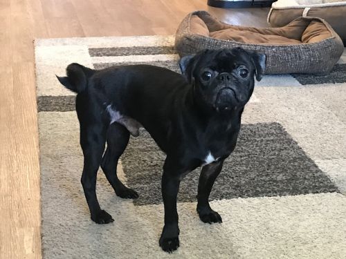 Pug Puppies for sale in Garden Grove, CA, USA. price: $650