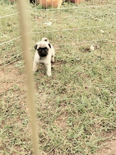 CKC registered pug puppies for sale text ***/***-***1CKC registered pu