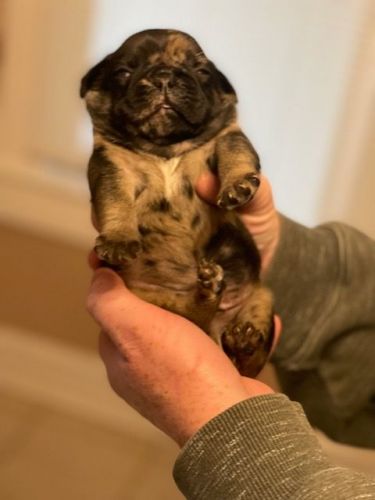 Merle Pug Puppies