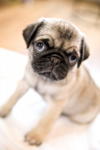 Pug Puppies For Sale