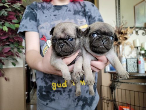 Pug puppies