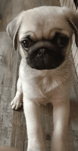 AKC unlimited breeding rights