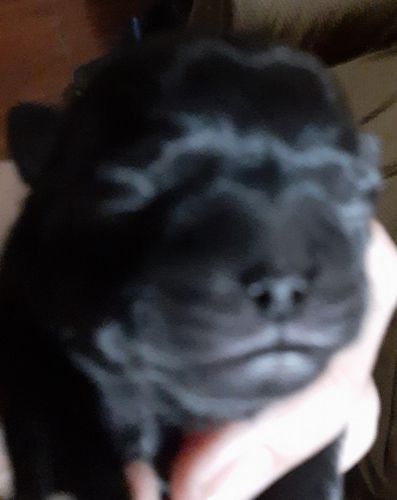 CkC Pug puppies for sale