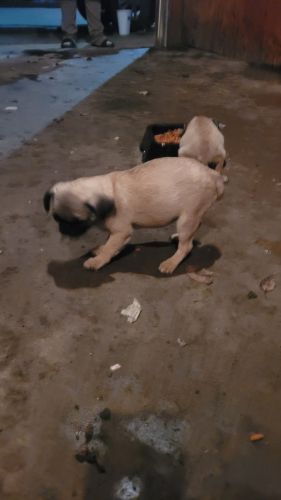 Hi I have puppy pugs for sale