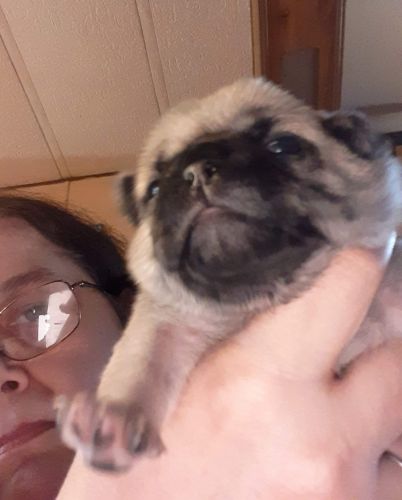 CKC registered pug puppies