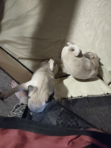 Pug puppies available now