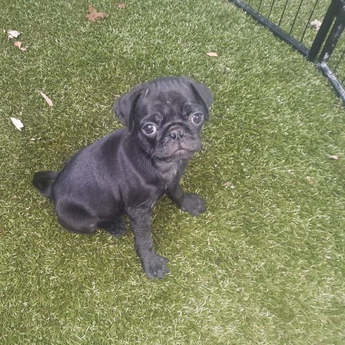 Male Pug Puppies