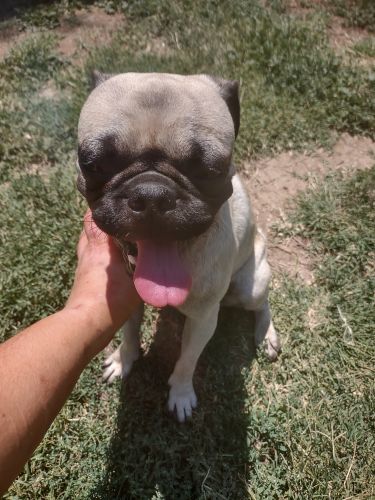 Pug puppy for sale