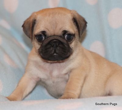 AKC Pug Puppies in Texas