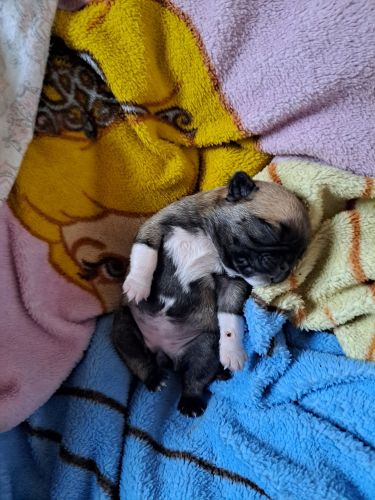 3 Japanese Chin Pug Puppies
